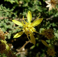 Ericameria ericoides Flower